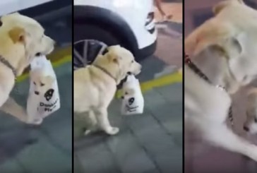 Pura ternura: un perro lleva a pasear a su cachorro en una bolsita [VIDEO]