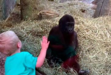 Un nene se divierte jugando a las escondidas con un gorila bebé