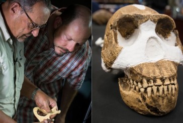 Homo naledi: descubrieron en Sudáfrica un nuevo antecedente del ser humano