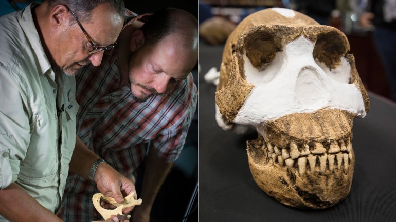 Homo naledi: descubrieron en Sudáfrica un nuevo antecedente del ser humano