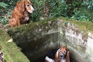 La historia del perro más leal que no fue capaz de abandonar a su amigo atrapado