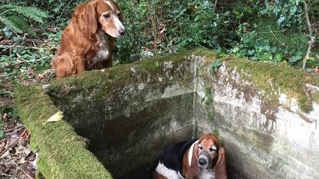 La historia del perro más leal que no fue capaz de abandonar a su amigo atrapado