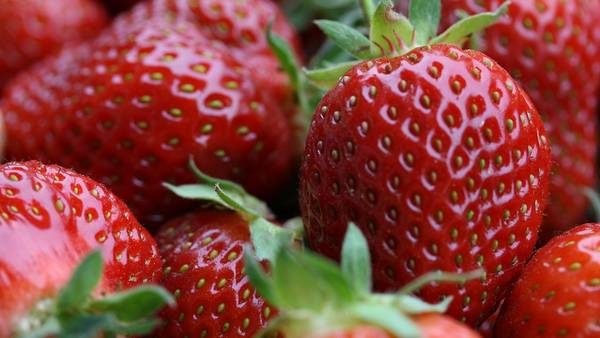 Siete poderosos frutos rojos que no deben faltar en la mesa