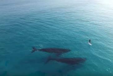 Surfista escoltado por dos ballenas fue grabado por un drone