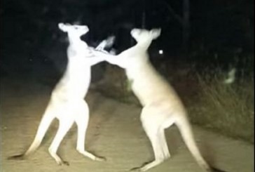 #VIRAL Pelea de canguros en plena ruta