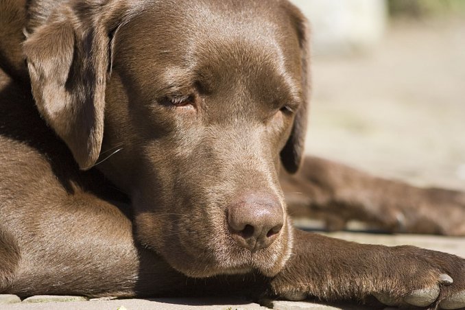 ¡El colmo! Un perro llamado Gatillo le disparó a su dueña