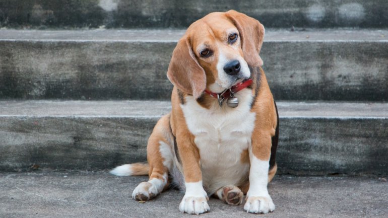 Qué quieren decir los perros a través de su comportamiento