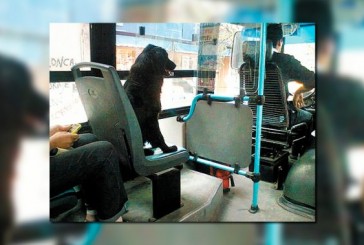 ¿Pagan boleto? En Rosario, los perros podrán viajar en colectivo