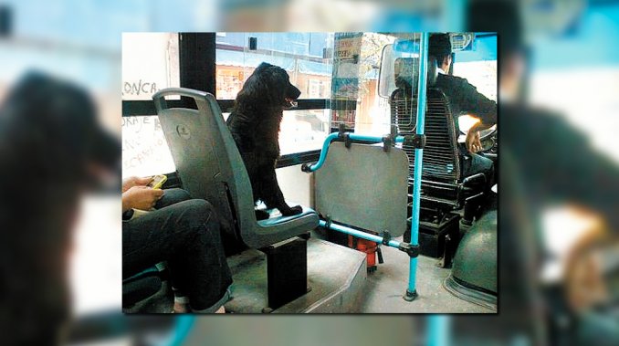 ¿Pagan boleto? En Rosario, los perros podrán viajar en colectivo