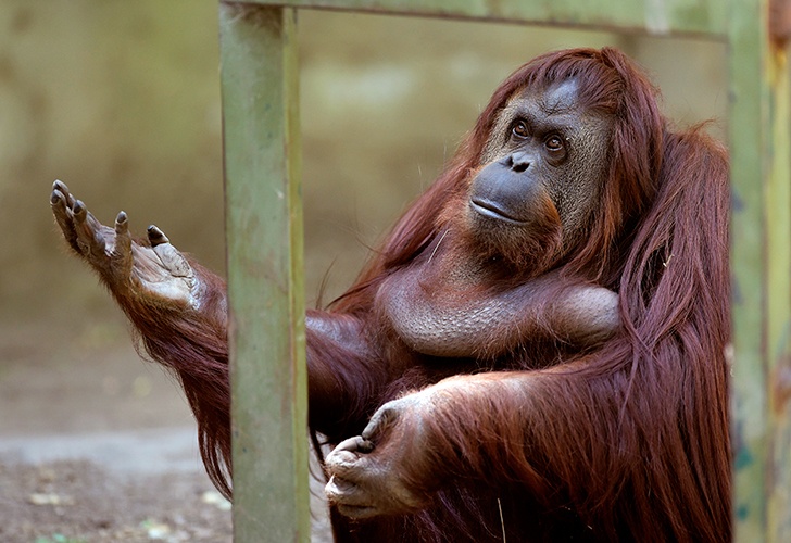 Brasil: la orangután Sandra se irá del Zoo y vivirá en un santuario