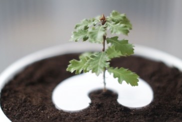 Urnas Incubadoras que te transformarán en un árbol cuando mueras