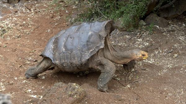 Cómo revivió la especie mítica de las Islas Galápagos