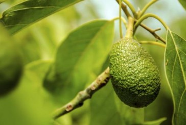 El peligro detrás del cultivo de palta, el “oro verde” mexicano