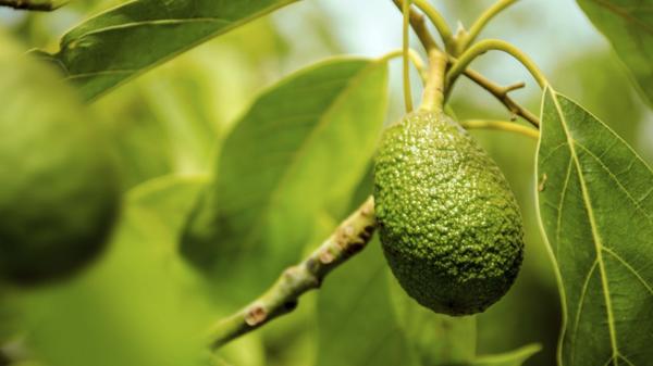 El peligro detrás del cultivo de palta, el “oro verde” mexicano