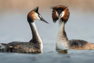 Científicos argentinos presentan un hallazgo revelador sobre las aves prehistóricas