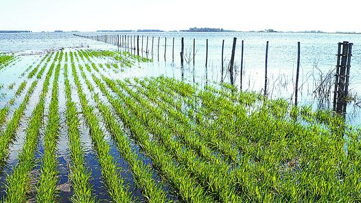 LA “GUERRA DEL AGUA” Y SUS EFECTOS POLITICOS COLATERALES.