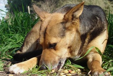 Descontarán impuestos a quienes adopten perros callejeros