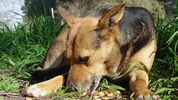 Descontarán impuestos a quienes adopten perros callejeros