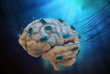 Conectan por primera vez a un cerebro con internet