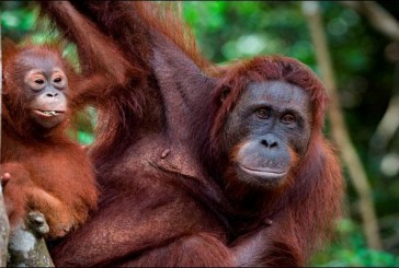 Descubren una nueva especie de orangután