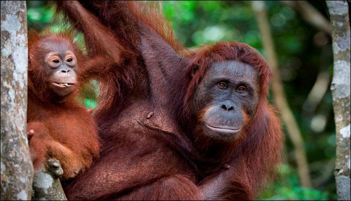 Descubren una nueva especie de orangután