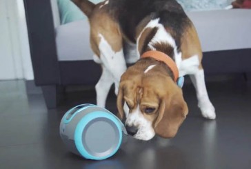 Tecnología para las mascotas: cámaras, collares fitness y una casa “antiestrés”