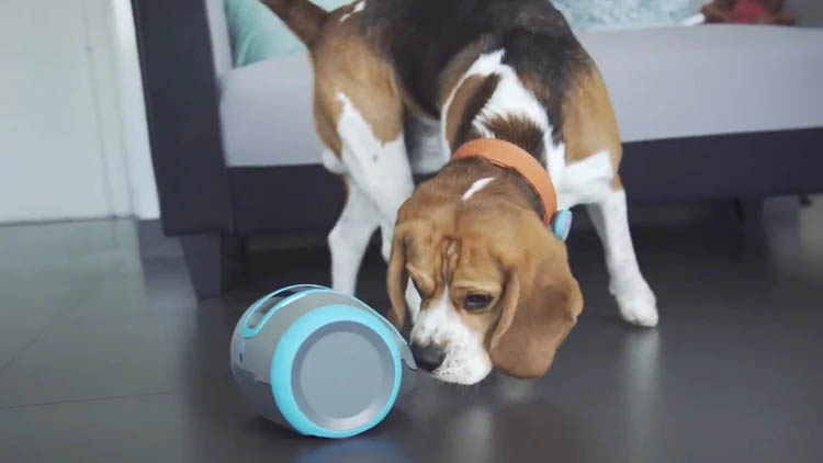 Tecnología para las mascotas: cámaras, collares fitness y una casa “antiestrés”