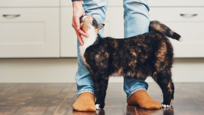 Cómo acariciar a un gato, según la ciencia (y cómo saber si de verdad lo disfruta)