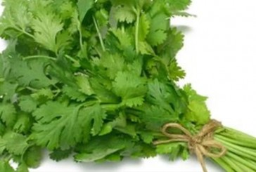 Los sorprendentes efectos terapéuticos del cilantro