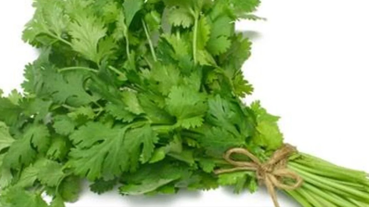 Los sorprendentes efectos terapéuticos del cilantro