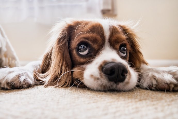 Cómo elegir la mascota ideal para cada familia