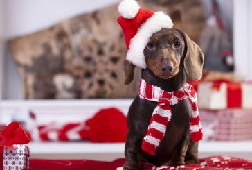 Navidad y Año Nuevo: 7 tips para cuidar a los perros