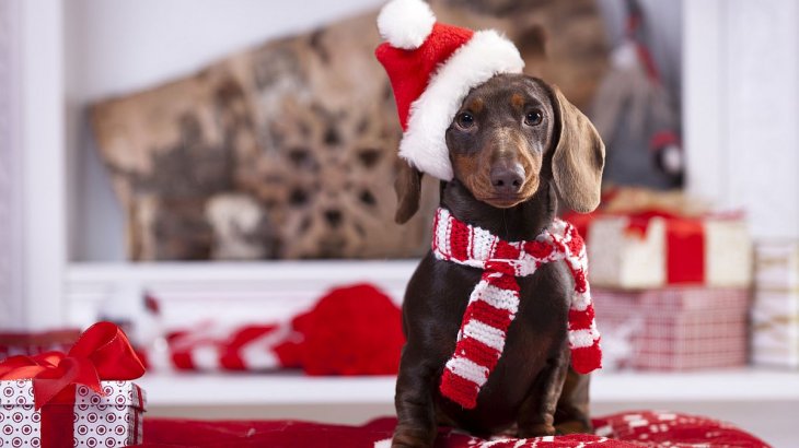 Navidad y Año Nuevo: 7 tips para cuidar a los perros