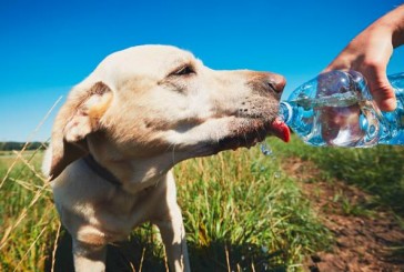 Baños, cuidados y diversión: cómo proteger a las mascotas del calor del verano