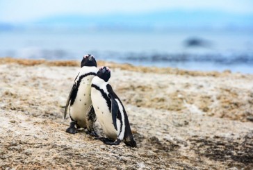 Los pingüinos africanos tienen un lenguaje similar al de los humanos