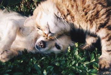 Según la ciencia, tener mascotas tendría sorprendentes beneficios para la salud