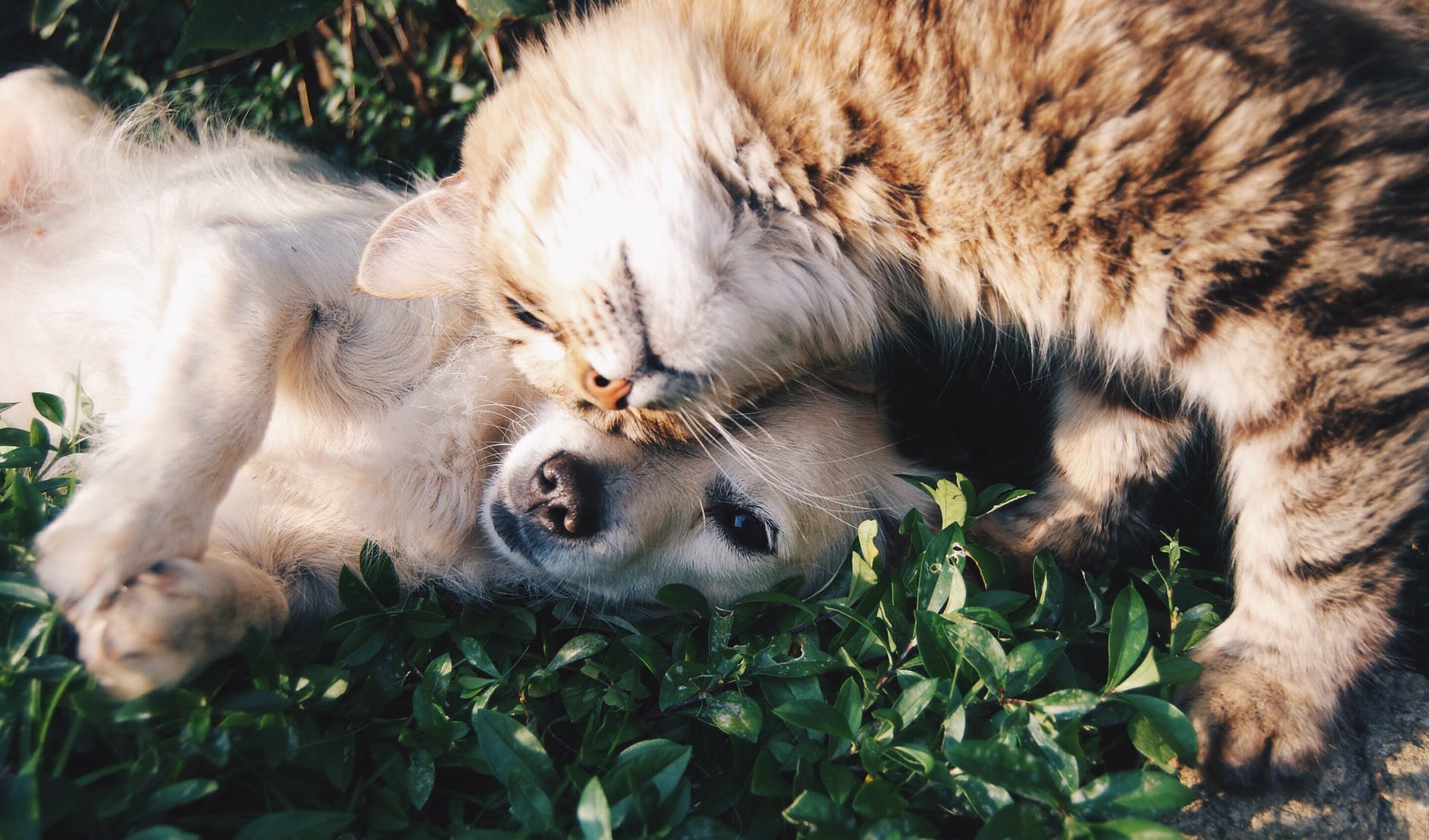 Según la ciencia, tener mascotas tendría sorprendentes beneficios para la salud