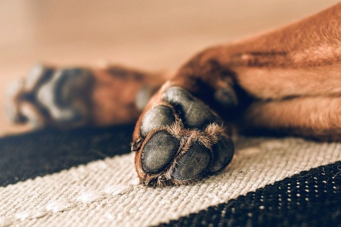 Cómo desinfectar nuestras mascotas cuando vuelven de paseo