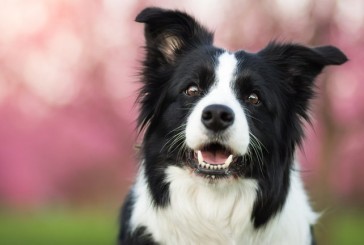 Las 10 razas de perros más inteligentes