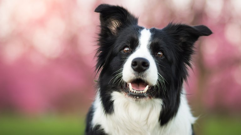 Las 10 razas de perros más inteligentes