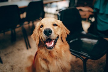 Una guía para dueños de mascotas primerizos