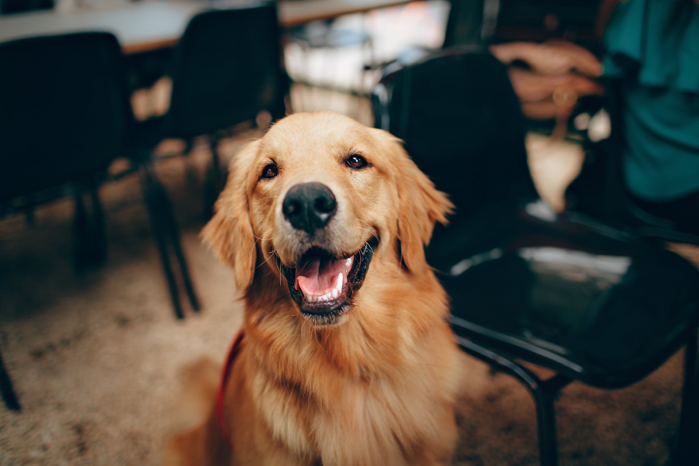 Una guía para dueños de mascotas primerizos