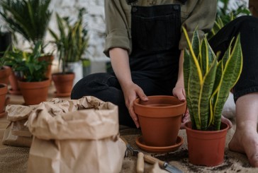 Furor por la jardinería: cuáles son las mejores plantas para el balcón