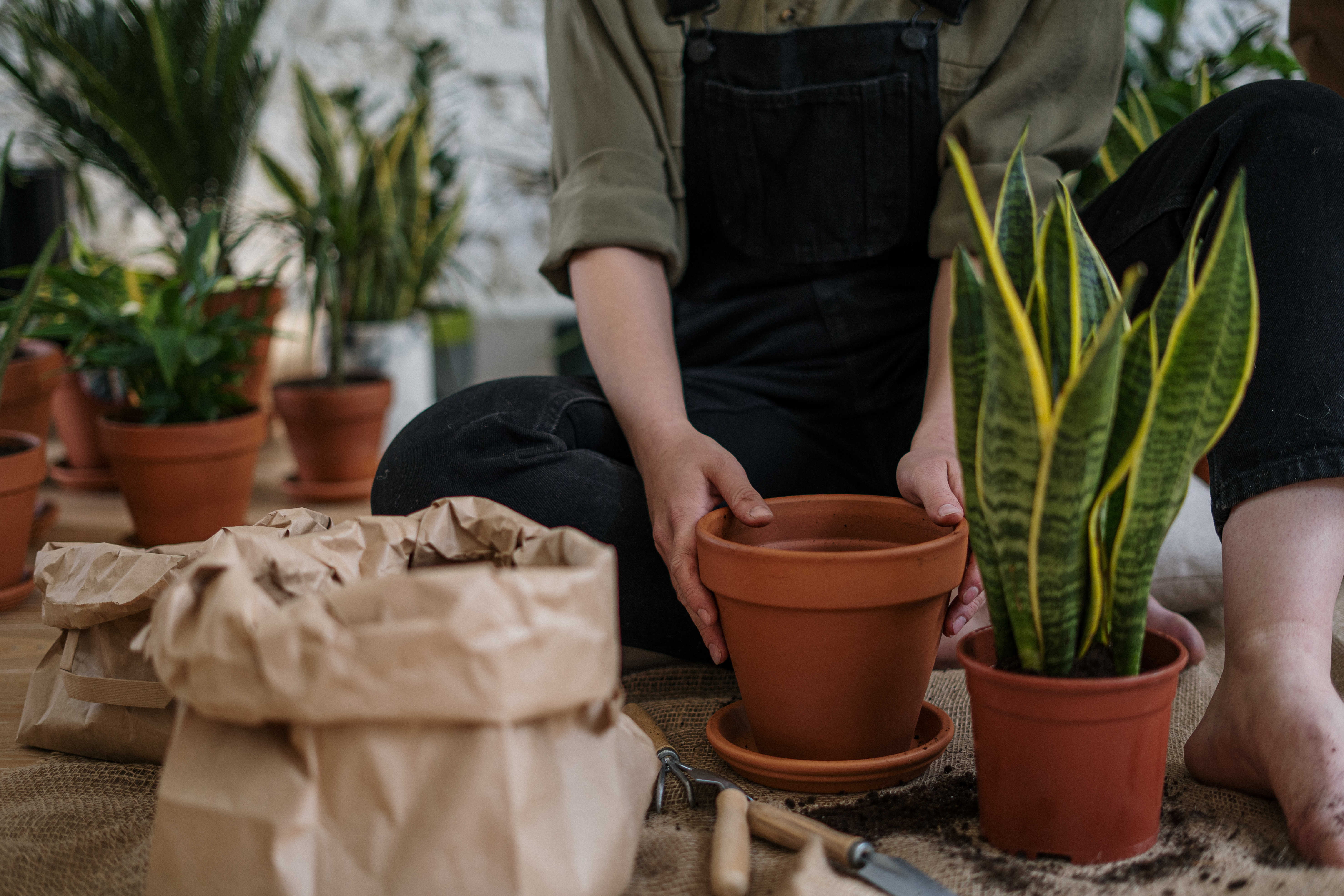 Furor por la jardinería: cuáles son las mejores plantas para el balcón