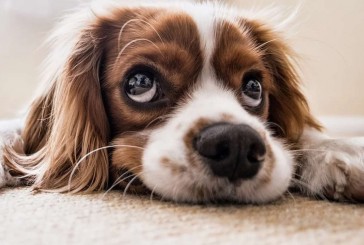 Las 5 cosas que no les gustan a los perros