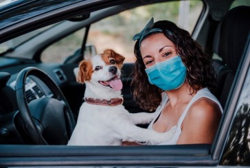 Perros y gatos: qué se debe tener en cuenta a la hora de viajar con ellos