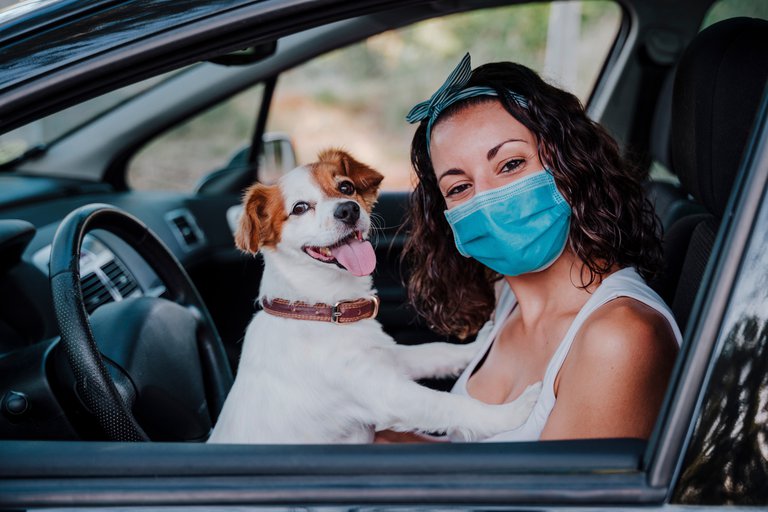 Perros y gatos: qué se debe tener en cuenta a la hora de viajar con ellos