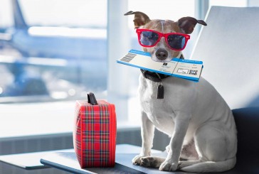 Viajar con mascotas: lo que debe y no debe hacer