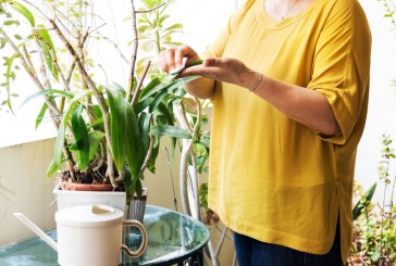 Qué cuidados básicos necesitan tus plantas de interior en invierno