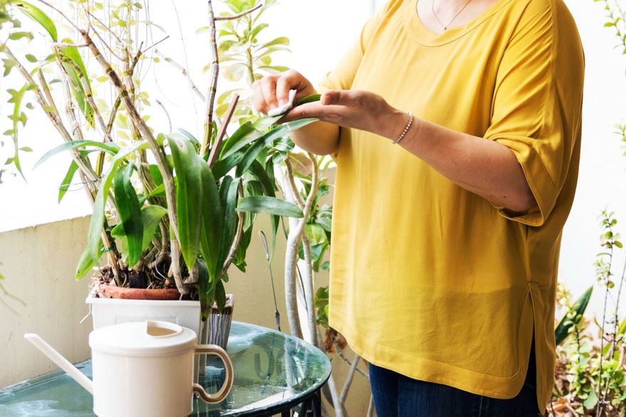 Qué cuidados básicos necesitan tus plantas de interior en invierno